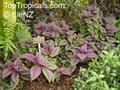 Strobilanthes dyerianus